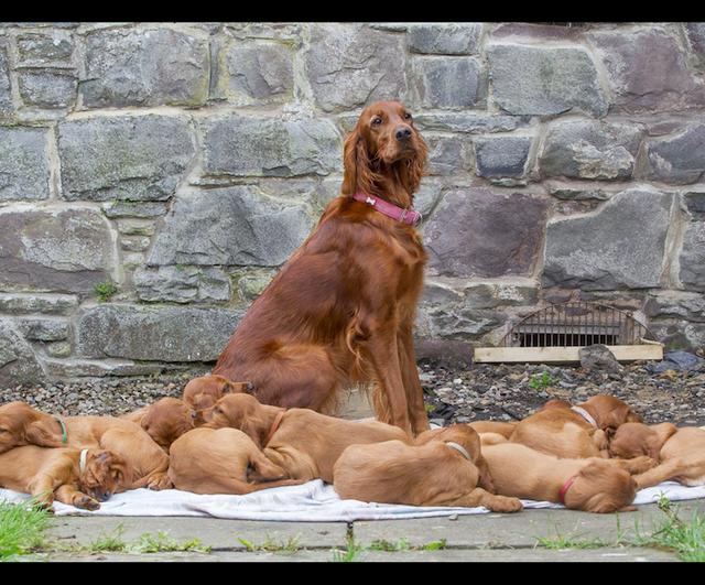 狗妈一胎生15只小狗差点破纪录，一年后再相聚的场面令人动容！