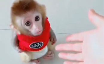 baby monkeys ewsell