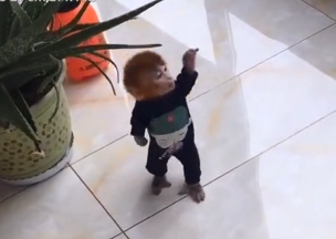 pocket monkey Coco