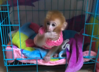 The Pocket Monkey S Hat Shoes And Clothes Are All Made By Her Human Mother Ewsell The Pocket Monkey S Hat Shoes And Clothes Are All Made By Her Human Mother Ewsell
