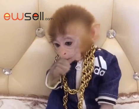 Rich pocket monkey with a gold necklace – ewsell