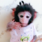 A cute baby monkey video that I can watch a hundred times