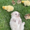 Adorable puppy, chick, duckling