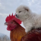 dog and chicken