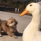 duck and dog are  playing together
