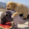 Piglet carries a puppy and eats watermelon