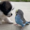 puppy carrying a beautiful parrot