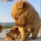 The puppy is trampling the chick under his feet