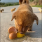 The puppy stole an egg and was discovered by the mother chicken, who chased after it and beat it