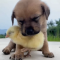 The puppy is sleepy, and the chick uses his body as a pillow for the puppy