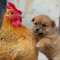The puppy has no mother since he was a child, thinking this hen is his mother