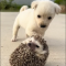 The puppy is playing with a hedgehog