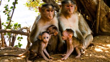 a-group-monkey