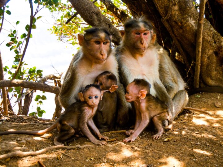 a-group-monkey